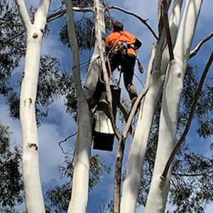 Tree Lopping Perth Hills