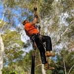 Tree Lopping Perth Hills