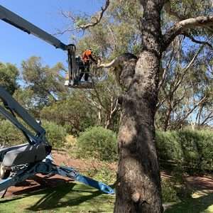 Tree Lopping Perth