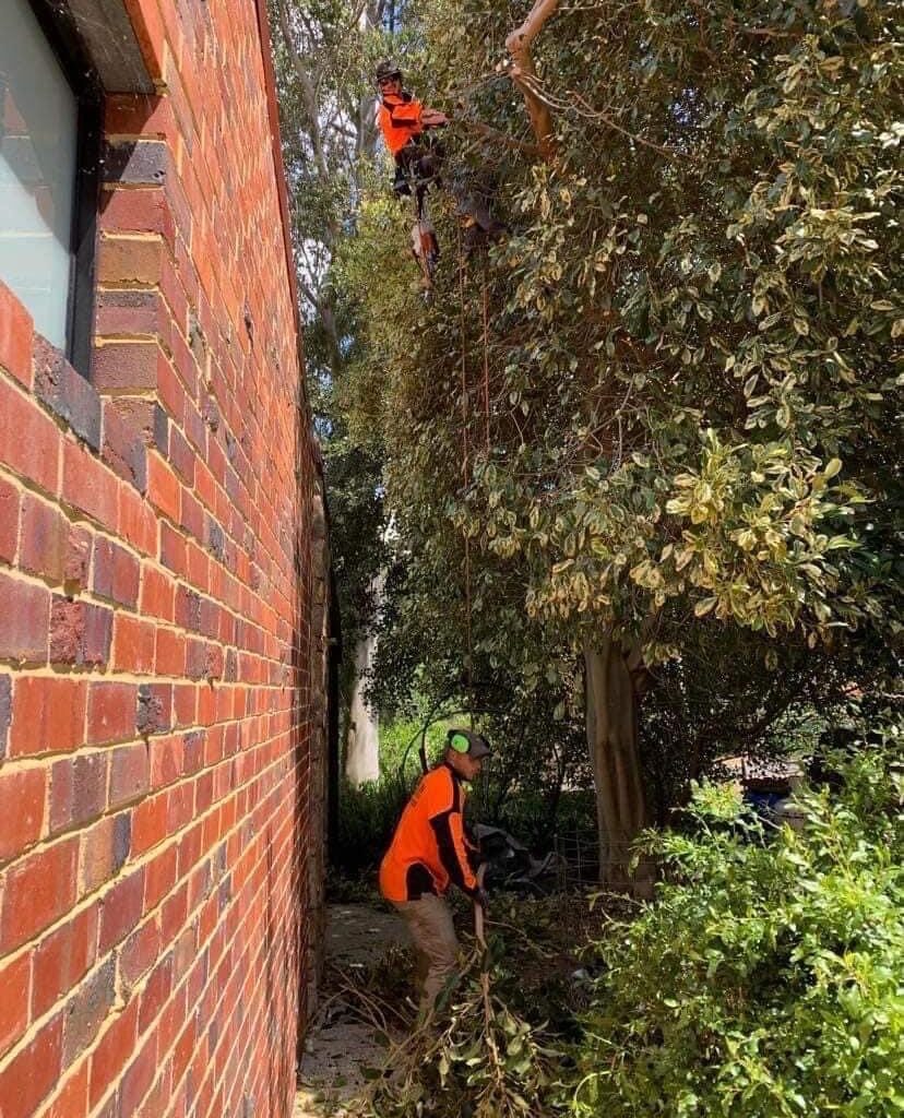 Bolton Tree Services