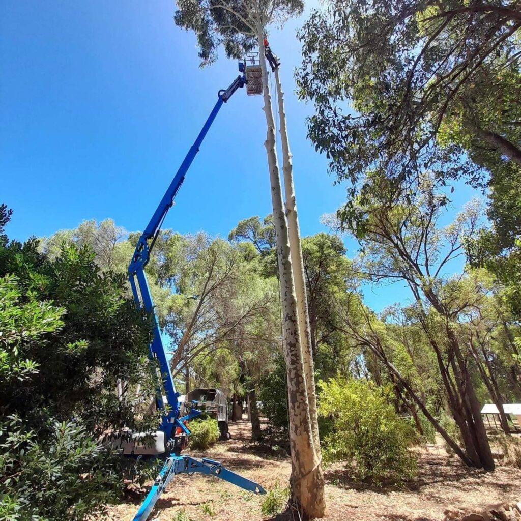 Bolton Tree Services