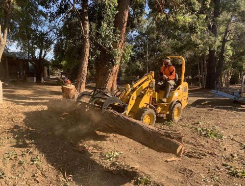 Bolton Tree Service