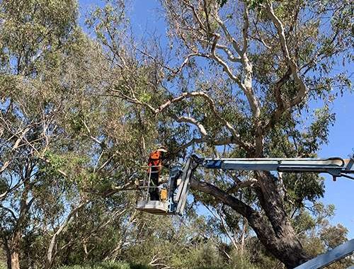 Tree Lopping Perth
