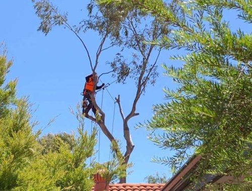 Tree Lopping Perth Hills