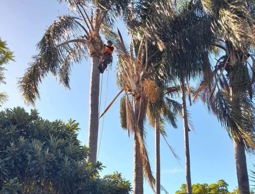 Palm Tree Trimming