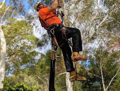 Tree Lopping Perth Hills